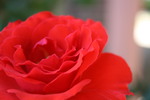 Thumbnail Red Rose